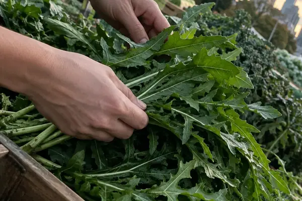 A Complete Walkthrough for Sourcing Mediterranean Bitter Greens in Melbourne